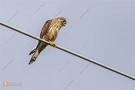 Der Falke lebt dort ganz ungefährlich, weil der Vogel keinen Potenzialunterschied zwischen seinen beiden Beinen hat